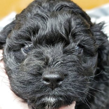 ミックス(アメリカンコッカースパニエル×プードル)【愛知県・男の子・2025年4月1日・ブラック】の写真「ムチコロかわいいイケメンブラックボーイ♡730g」