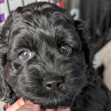 コッカプー(アメリカンコッカースパニエル×ミニチュアプードル)【愛知県・男の子・2025年8月2日・ブラック】の写真「真っ黒黒助のムチコロブラックBOY♡くるくる毛♡」