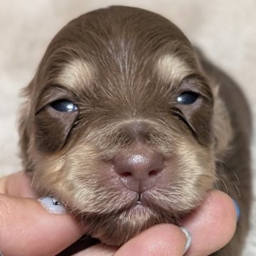 ミニチュアダックスフンド(ロング)【愛知県・女の子・2025年11月24日・チョコイエロー】の写真「クッキリ派手めなチョコイエローの女の子♡」