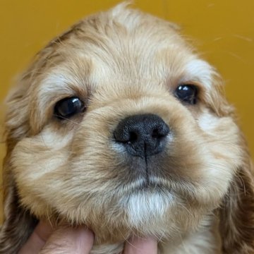 アメリカンコッカースパニエル【愛知県・男の子・2025年3月26日・バフ】の写真「ムチムチコロコロマズルのつまったかわいい君♡♡」