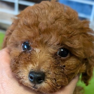 トイプードル(タイニー)【愛知県・男の子・2024年10月5日・レッド】の写真「うるうるお目々の可愛いちっちゃいボーイ♡」