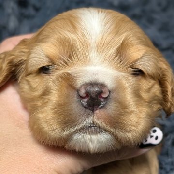 アメリカンコッカースパニエル【愛知県・男の子・2025年10月24日・バフ&ホワイト】の写真「ムチコロツヤツヤな男の子♡♡」