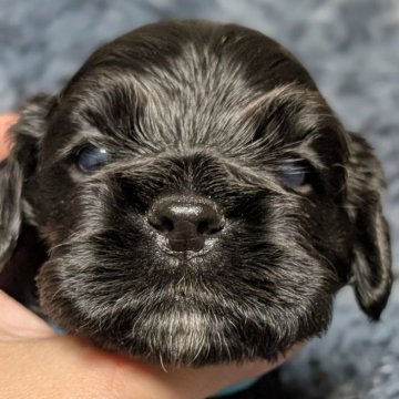アメリカンコッカースパニエル【愛知県・男の子・2025年10月24日・ブラック】の写真「ムチコロツヤツヤな男の子♡♡」