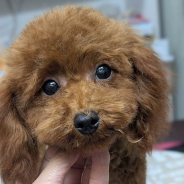トイプードル(タイニー)【愛知県・女の子・2025年7月18日・レッド】の写真「濃いレッドお目目キラキラ可愛い女の子♡😊ママ似」