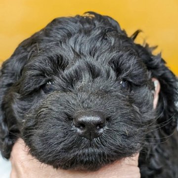 ミックス(アメリカンコッカースパニエル×プードル)【愛知県・男の子・2025年4月1日・ブラック】の写真「ムチコロ真っ黒イケメン君♡640g」