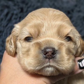 アメリカンコッカースパニエル【愛知県・女の子・2025年10月24日・シルバーバフ】の写真「ムチコロツヤツヤな女の子♡♡」