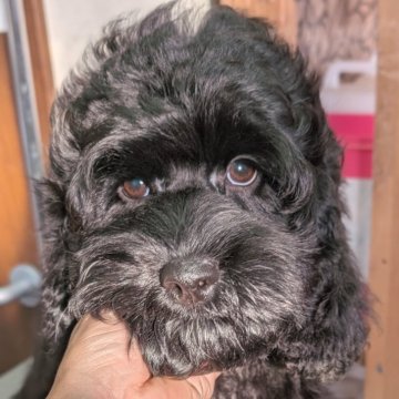 コッカプー(アメリカンコッカースパニエル×ミニチュアプードル)【愛知県・男の子・2025年8月2日・ブラック】の写真「真っ黒黒助のムチコロブラックBOY♡くるくる毛♡」