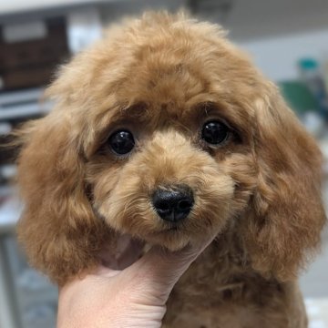 トイプードル(タイニー)【愛知県・女の子・2025年7月18日・レッド】の写真「濃いレッドお顔の詰まった可愛い女の子♡😊パパ似」