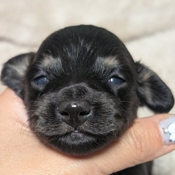 ミニチュアダックスフンド(ロング)【愛知県・男の子・2025年11月24日・ブラックタン】の写真「今のところ地味目なブラックタンの男の子♡」