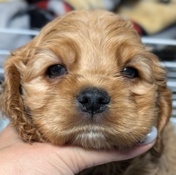 アメリカンコッカースパニエル【愛知県・女の子・2025年10月24日・バフ】の写真「ムチコロツヤツヤな女の子♡♡♡」