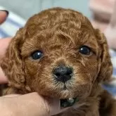 タイニープードル
