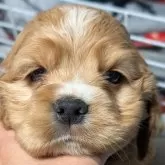 アメリカンコッカースパニエル