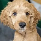 コッカプー(アメリカンコッカースパニエル×ミニチュアプードル)【愛知県・男の子・2025年8月2日・バフ】の写真1「トリミングしました😊👍️僕はスッキリカット✂️女の子みたいに可愛いお顔♡」