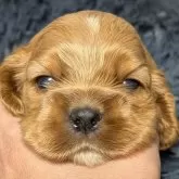 アメリカンコッカースパニエル