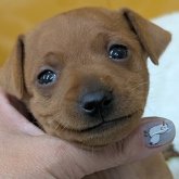 ミニチュアピンシャー