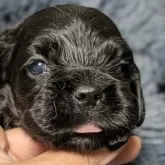 アメリカンコッカースパニエル