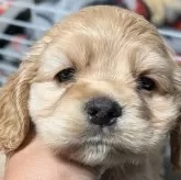 アメリカンコッカースパニエル