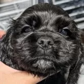 アメリカンコッカースパニエル