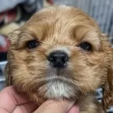 アメリカンコッカースパニエル