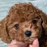 タイニープードル