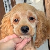 コッカプー(アメリカンコッカースパニエル×ミニチュアプードル)