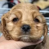 アメリカンコッカースパニエル