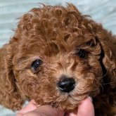 トイプードル(タイニー)