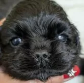 アメリカンコッカースパニエル【愛知県・女の子・2024年12月1日・ブラック】の写真1