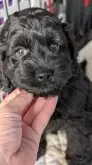 コッカプー(アメリカンコッカースパニエル×ミニチュアプードル)【愛知県・男の子・2025年8月2日・ブラック】の写真2