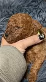 タイニープードル【愛知県・男の子・2024年11月19日・レッド】の写真12
