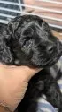 コッカプー(アメリカンコッカースパニエル×ミニチュアプードル)【愛知県・男の子・2025年8月2日・ブラック】の写真12