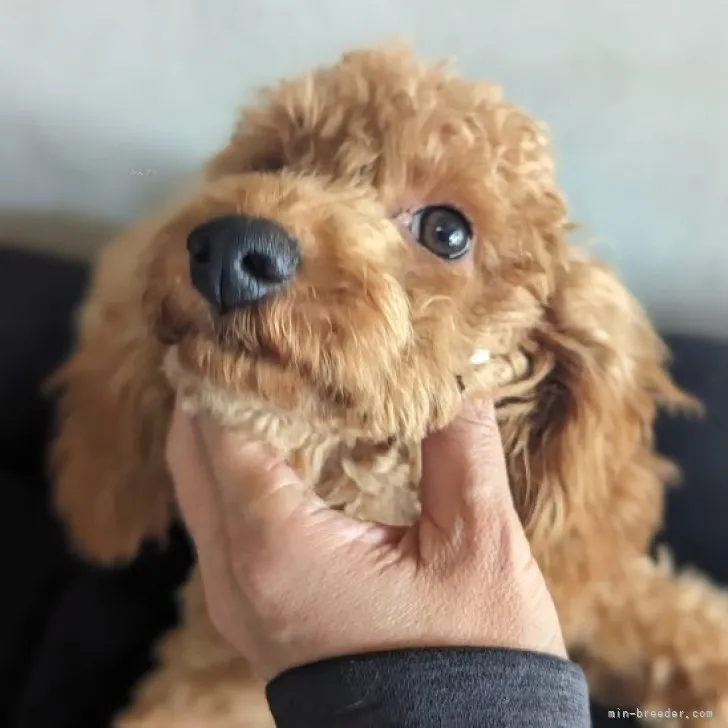 ID:2308-00135の子犬
