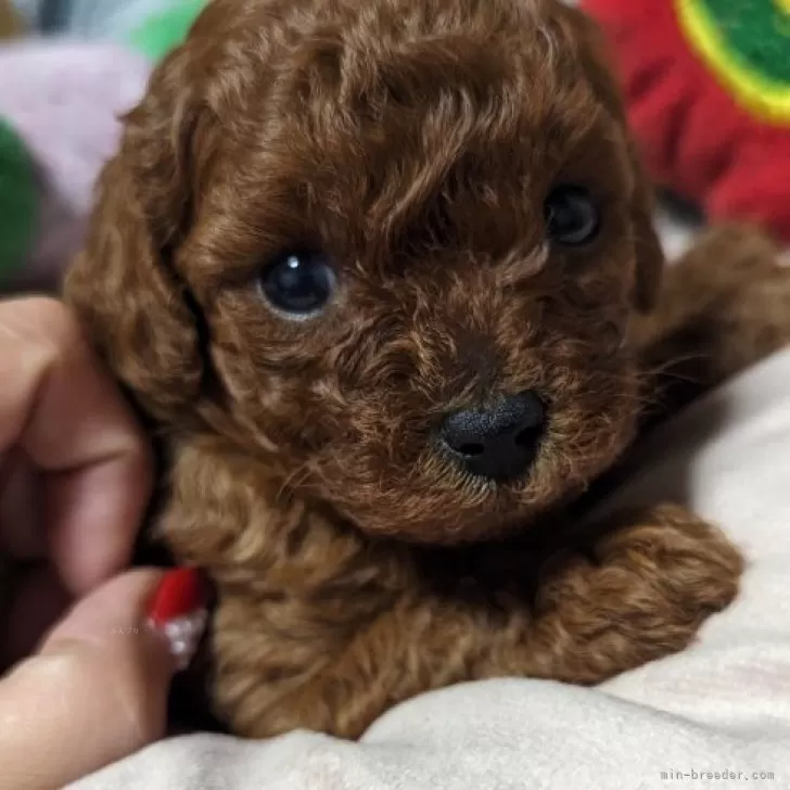 らむ 様のお迎えした子犬