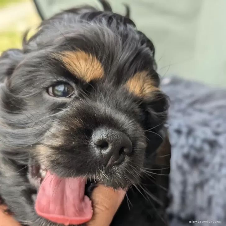 ID：2405-04473の子犬