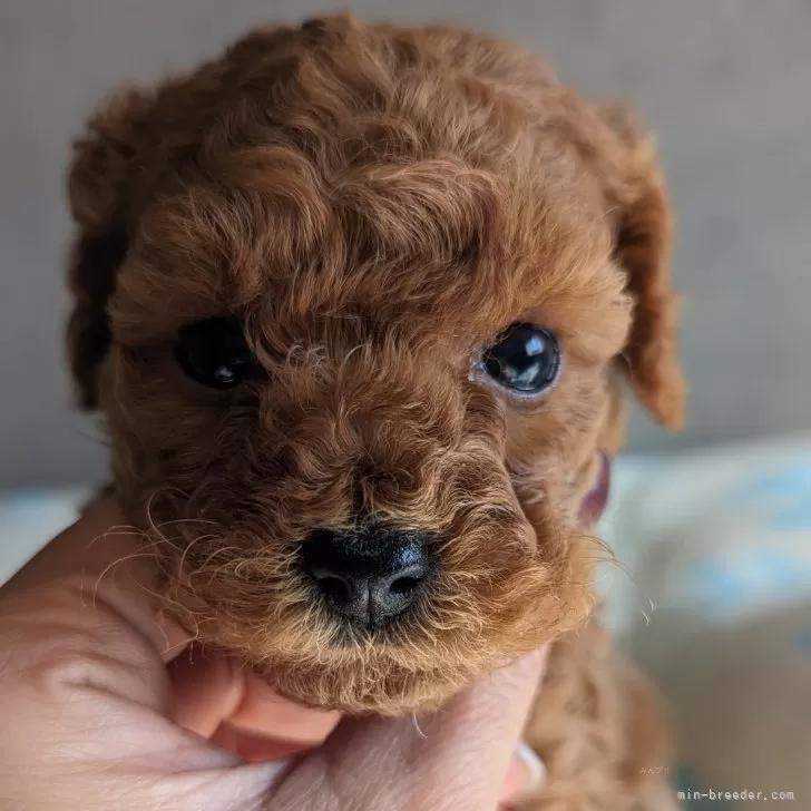 ID:2401-05884の子犬