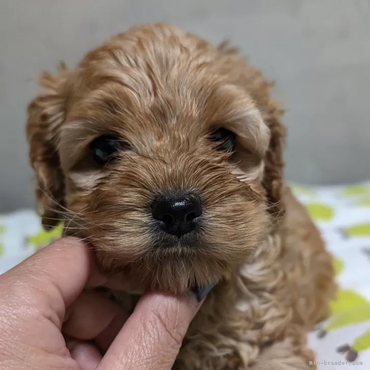 ID:2404-02284の子犬