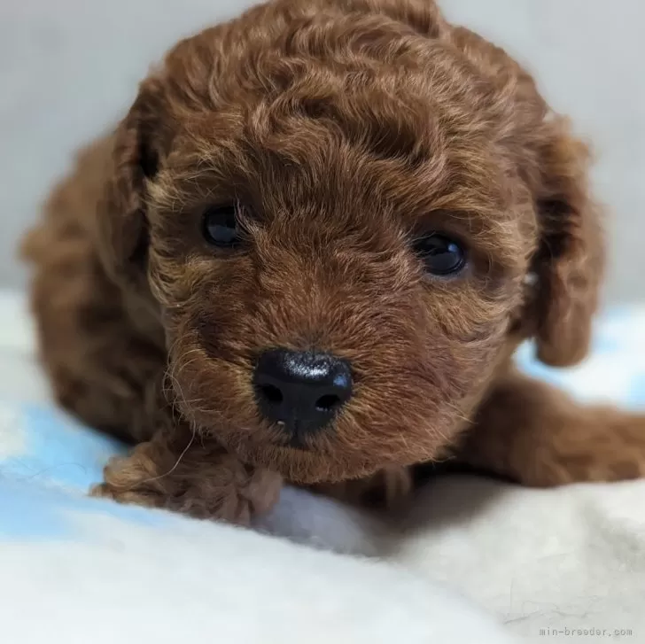 ID:2401-02267の子犬