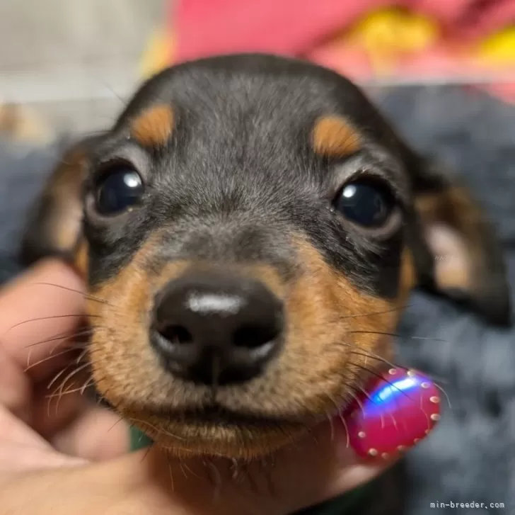 ID：2408-06126の子犬
