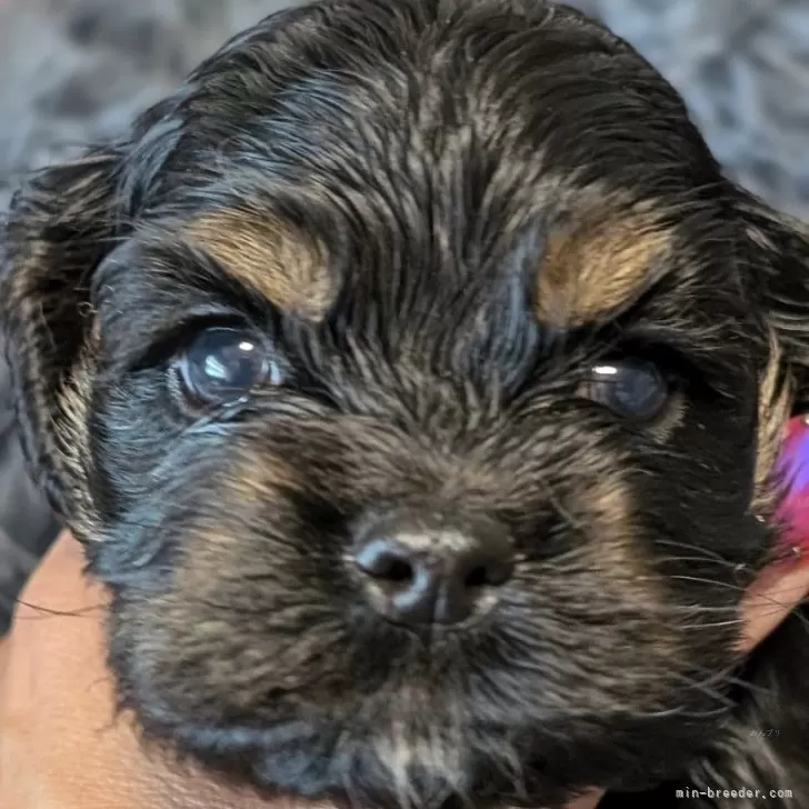 ID:2409-00018の子犬