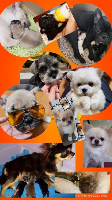出産育児は自宅で！親犬任せにせず、一緒にお世話細かいところまで気づけるよう常に24時間共にいます！｜宮川　舞(みやがわ　まい)ブリーダー(愛知県・フレンチブルドッグなど・JKC登録)の紹介写真2