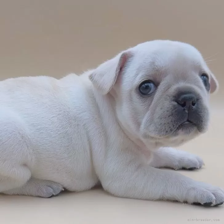 ID：2412-05341の子犬