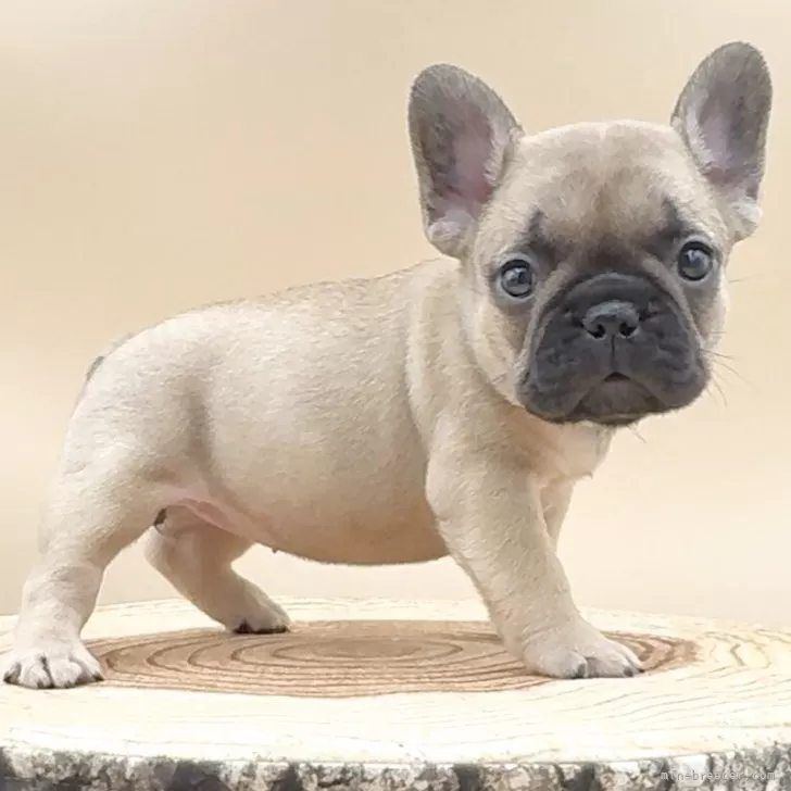 ID：2508-08197の子犬