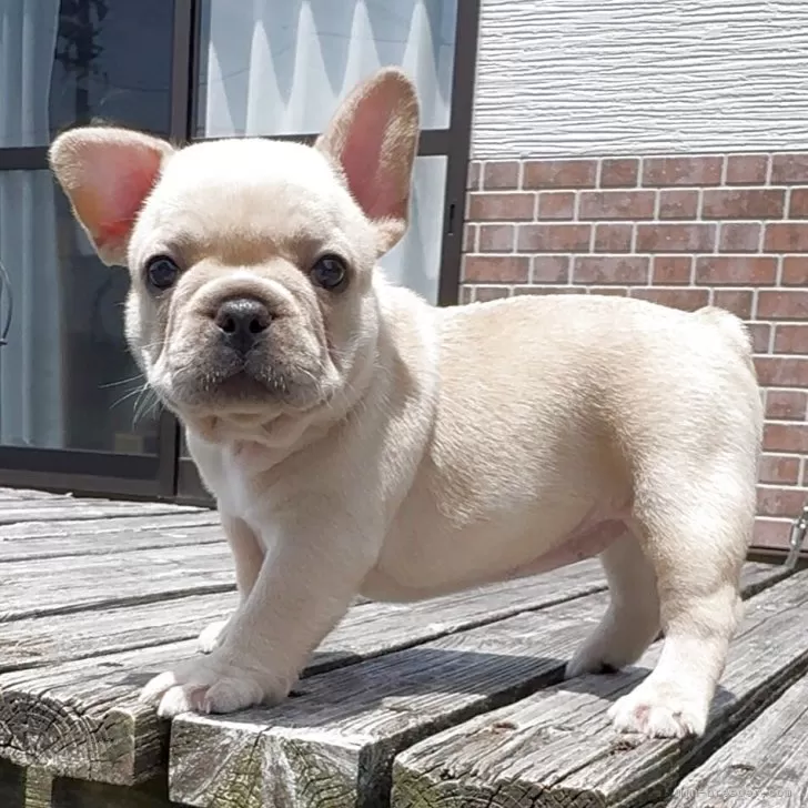 B 様のお迎えした子犬