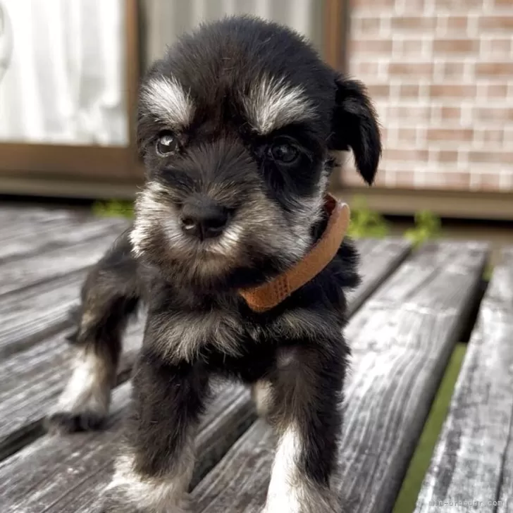 ID:2508-02043の子犬
