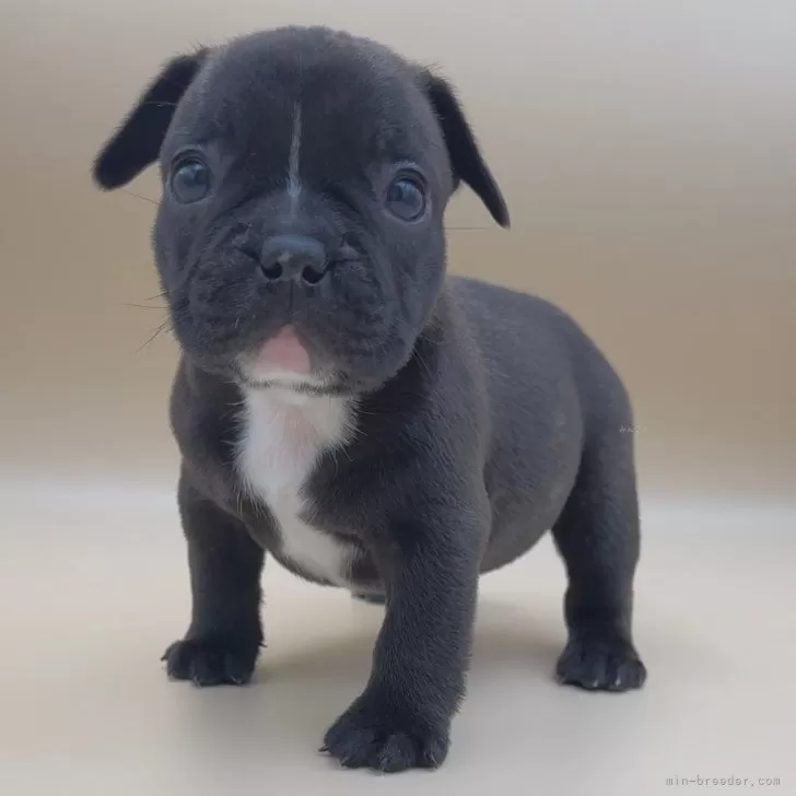 ID：2412-05356の子犬
