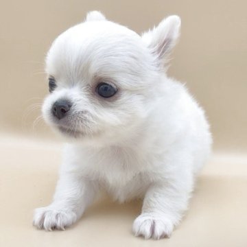 チワワ(ロング)【愛知県・女の子・2025年7月12日・クリーム】の写真「7日終了！それまでにご成約に限り3万円バックあり♥」