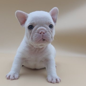 フレンチブルドッグ【愛知県・男の子・2025年10月17日・クリーム】の写真「真っ白な可愛い顔した男のこっ♥️優しい癒し顔！！」