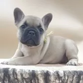 フレンチブルドッグ