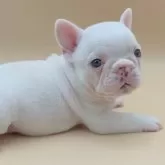 フレンチブルドッグ【愛知県・男の子・2024年12月9日・クリーム】の写真1