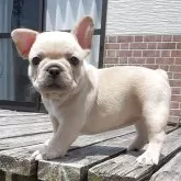 フレンチブルドッグ